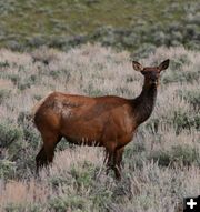 Scab Creek Elk. Photo by Pinedale Online.