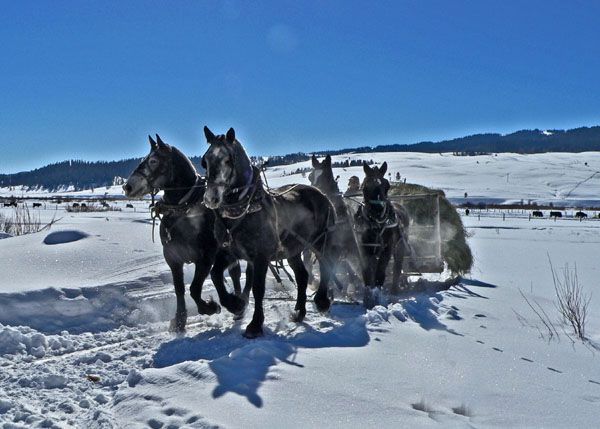 Feeding the cattle. Photo by Barbara Ellwood.