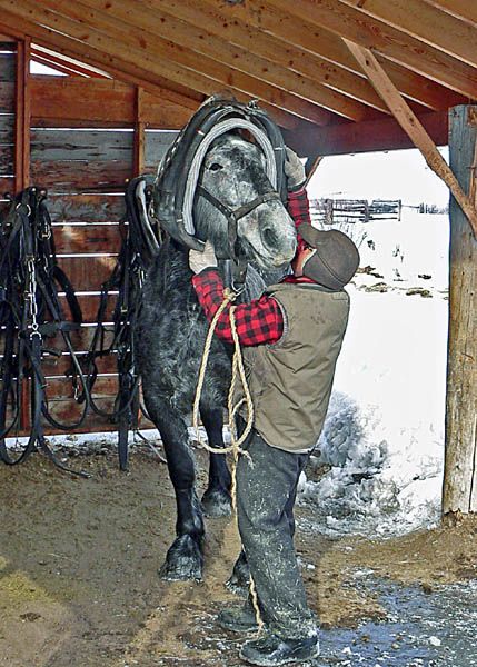 Getting the horses ready. Photo by Barbara Ellwood.