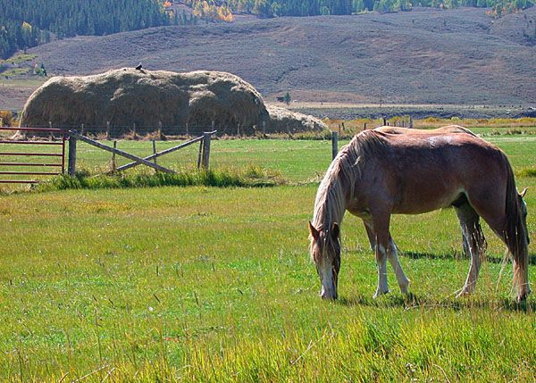 Summer Haystack. Photo by Barbara Ellwood.