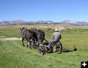 Haying with horses. Photo by Barbara Ellwood.