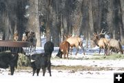 Elk mixing with cattle. Photo by Mark Gocke, Wyoming Game & Fish.