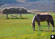 Summer Haystack. Photo by Barbara Ellwood.