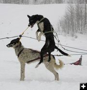 Excited Dogs. Photo by Dawn Ballou, Pinedale Online.