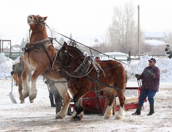 Rearing horse. Photo by Clint Gilchrist, Pinedale Online.