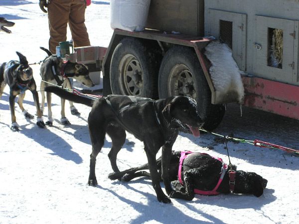 Tired Sled Dog. Photo by Dawn Ballou, Pinedale Online.