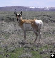 Pronghorn Antelope. Photo by Pinedale Online.