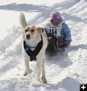 Sled Dog Race. Photo by Clint Gilchrist, Pinedale Online.