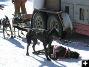 Tired Sled Dog. Photo by Dawn Ballou, Pinedale Online.