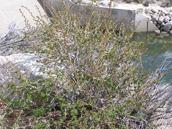 Green leaves. Photo by Dawn Ballou, Pinedale Online.