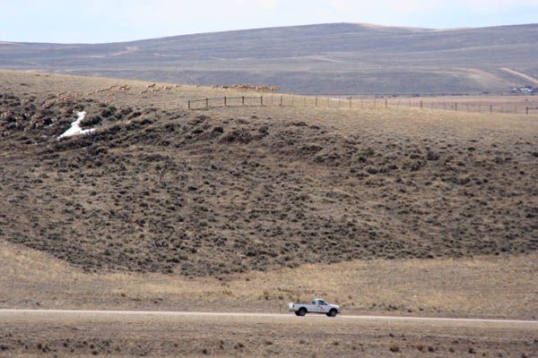 Running to the hilltop. Photo by Clint Gilchrist, Pinedale Online.