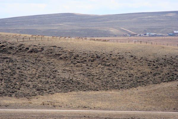 Following the fence line. Photo by Clint Gilchrist, Pinedale Online.