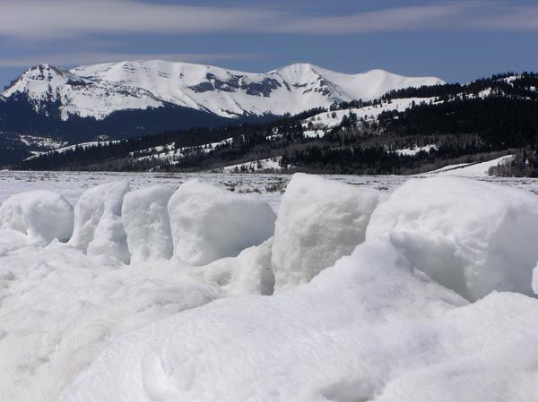 Snow Sentinals. Photo by Pinedale Online.