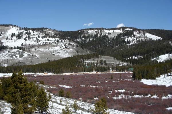 Willows reddening up. Photo by Clint Gilchrist, Pinedale Online.