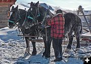 Hitching up the team. Photo by Barbara Ellwood.