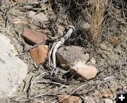 Spike deer shed. Photo by Clint Gilchrist, Pinedale Online.