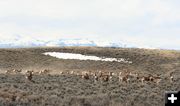 Going behind the deer. Photo by Clint Gilchrist, Pinedale Online.