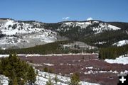 Willows reddening up. Photo by Clint Gilchrist, Pinedale Online.