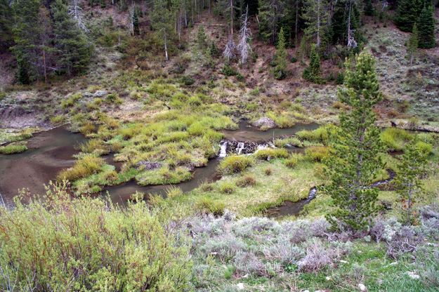 Late Stage Beaver Pond. Photo by Pinedale Online.