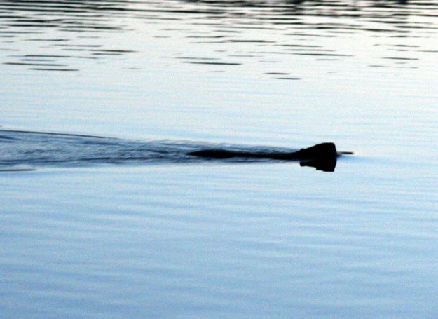 Good Swimmers. Photo by Pinedale Online.