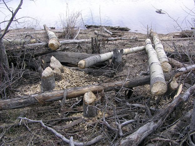 Beaver Handiwork. Photo by Pinedale Online.