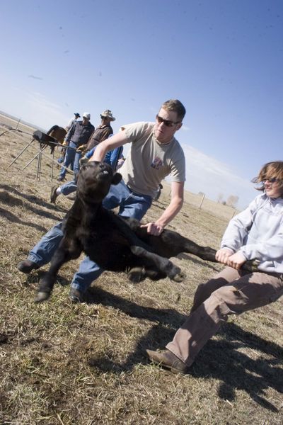 Monte Bolgiano and Tandy Peterson throw a calf. Photo by Tara Bolgiano.