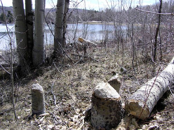 Busy Beavers. Photo by Dawn Ballou, Pinedale Online.