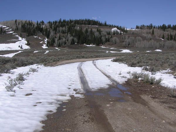 Into Whiskey Grove. Photo by Dawn Ballou, Pinedale Online.