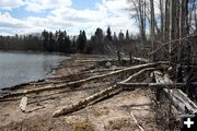 Distructive Beaver. Photo by Pinedale Online.