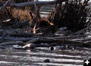 Morning Beaver. Photo by Pinedale Online.