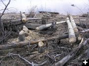 Beaver Handiwork. Photo by Pinedale Online.