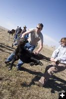 Monte Bolgiano and Tandy Peterson throw a calf. Photo by Tara Bolgiano.