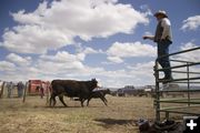 Chris Sullivan counts the cows on their way back to pasture. Photo by Tara Bolgiano.