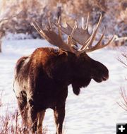 Bulll Moose. Photo by Bald Mountain Outfitters.