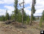 Logging in the campground. Photo by Dawn Ballou, Pinedale Online.