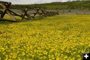 Field of yellow flowers. Photo by Dave Bell.