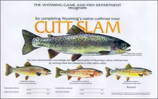 Wyoming Cutt-Slam. Photo by Wyoming Game & Fish.