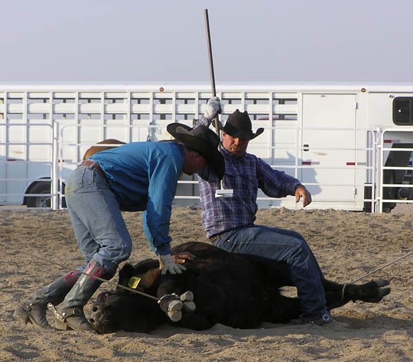 Planting the brand. Photo by Dawn Ballou, Pinedale Online.