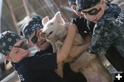 Pig Pirates. Photo by Photo by Tara Bolgiano, Blushing Crow Photography.