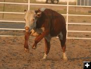 Bad Catch. Photo by Clint Gilchrist, Pinedale Online.