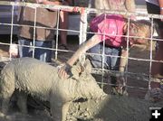 Petting the muddy pig. Photo by Dawn Ballou, Pinedale Online.