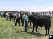 Steer Show. Photo by Dawn Ballou, Pinedale Online.