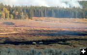 2 Elk and Fire. Photo by Mark Randall.