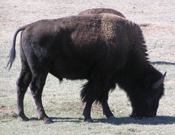 Bison. Photo by Pinedale Online.