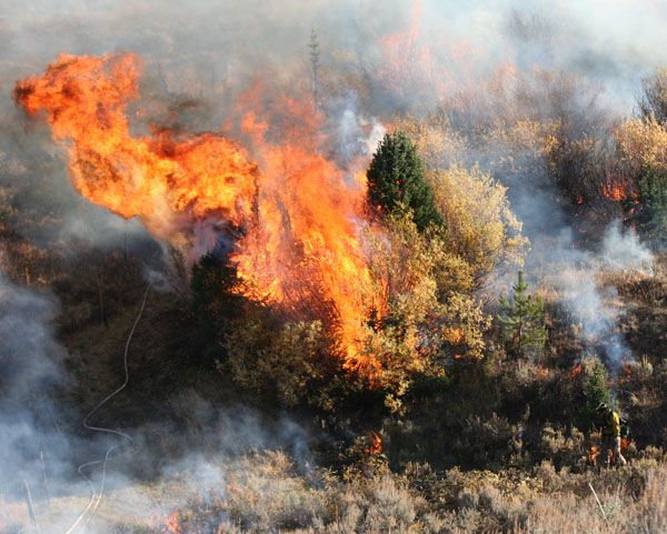 Torching Willows. Photo by Clint Gilchrist, Pinedale Online.