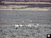 Winter Range. Photo by Dawn Ballou, Pinedale Online.