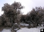 Sagebrush on the Mesa. Photo by Dawn Ballou, Pinedale Online.