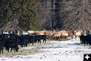 Elk comingle with cattle - transmit Brucellosis. Photo by Mark Goche, Wyoming Game & Fish.