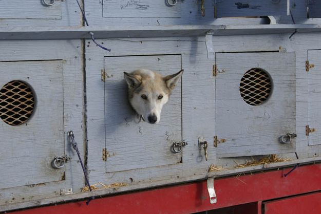 Reserve dog. Photo by Cat Urbigkit, Pinedale Online.