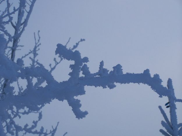 Aspen in Rime. Photo by Scott Almdale.